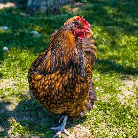 Obermayrgut Διαμέρισμα *