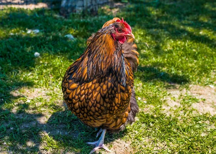 Obermayrgut 아파트 *