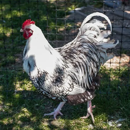 Апартаменты Obermayrgut Gallspach