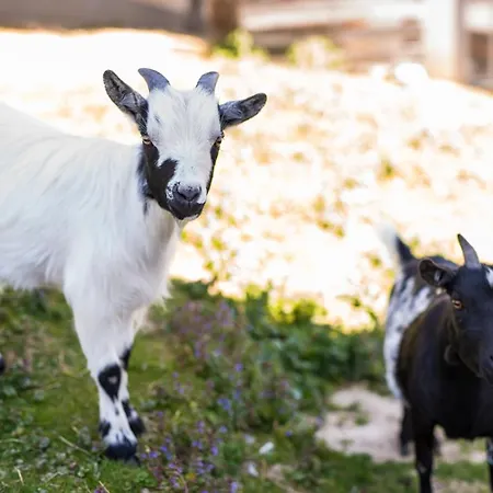 Obermayrgut Gallspach