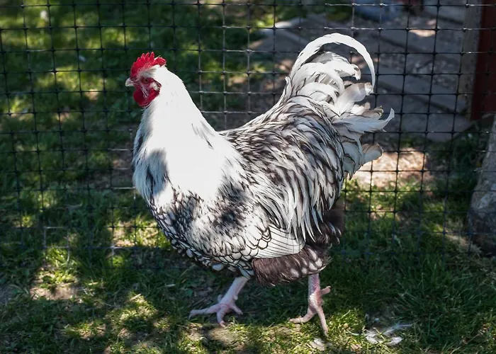 Lejlighed Obermayrgut Gallspach