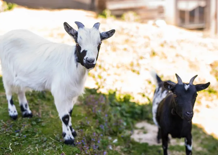 Obermayrgut Gallspach